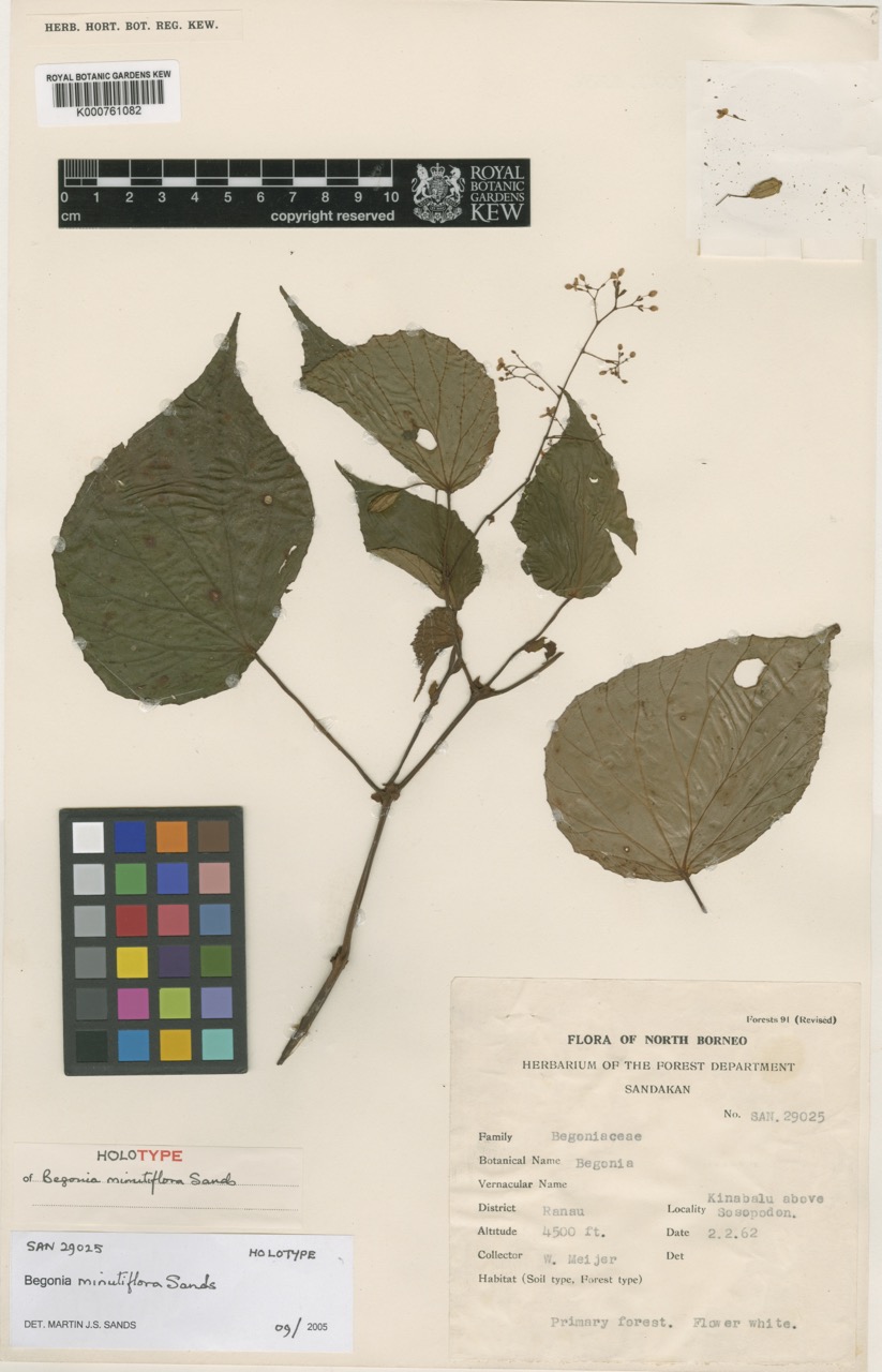 B. minutiflora